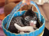 1426605_706218056078460_37398475_n