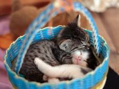 1426605_706218056078460_37398475_n