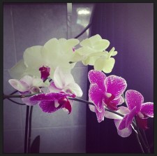 Orchidee