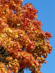 autumn-tree-61795_640