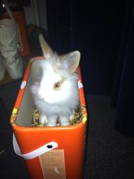 Een konijn doet het ook altijd goed als inspiratiebron