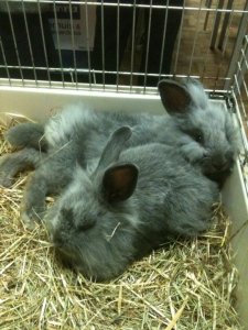 281575_121314271292654_518560_n