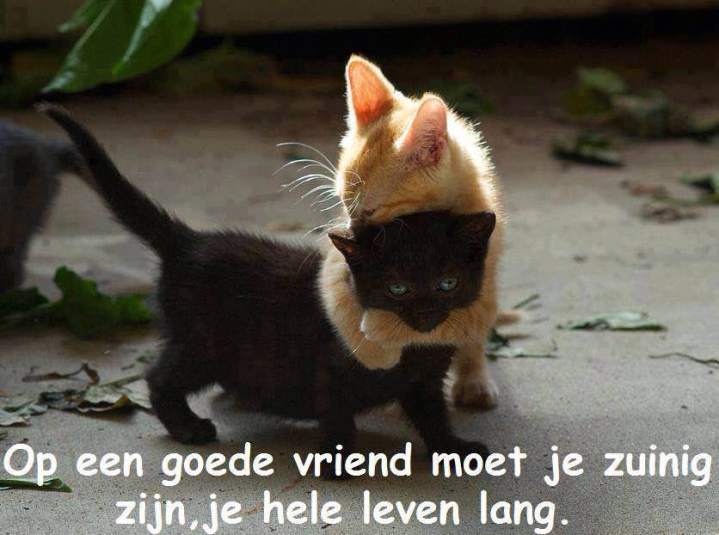 14484611_1662930234017445_6547753463112790671_n